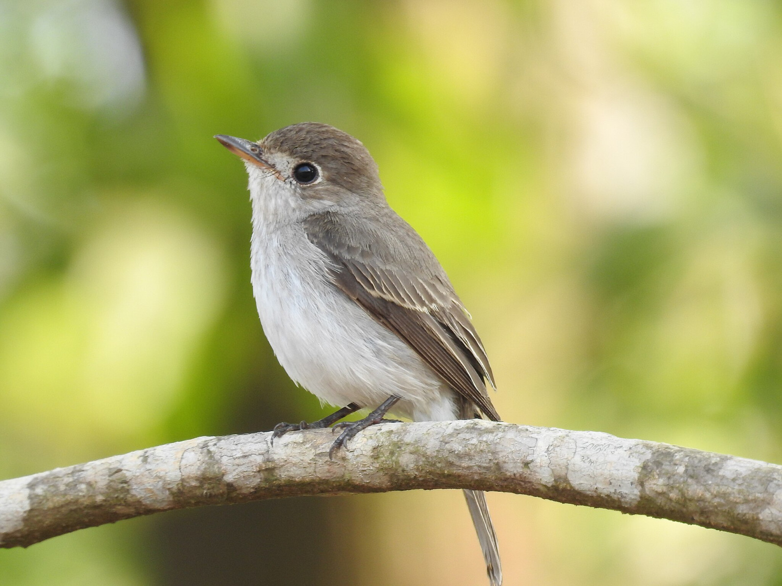 image Asian Brown Flycatcher